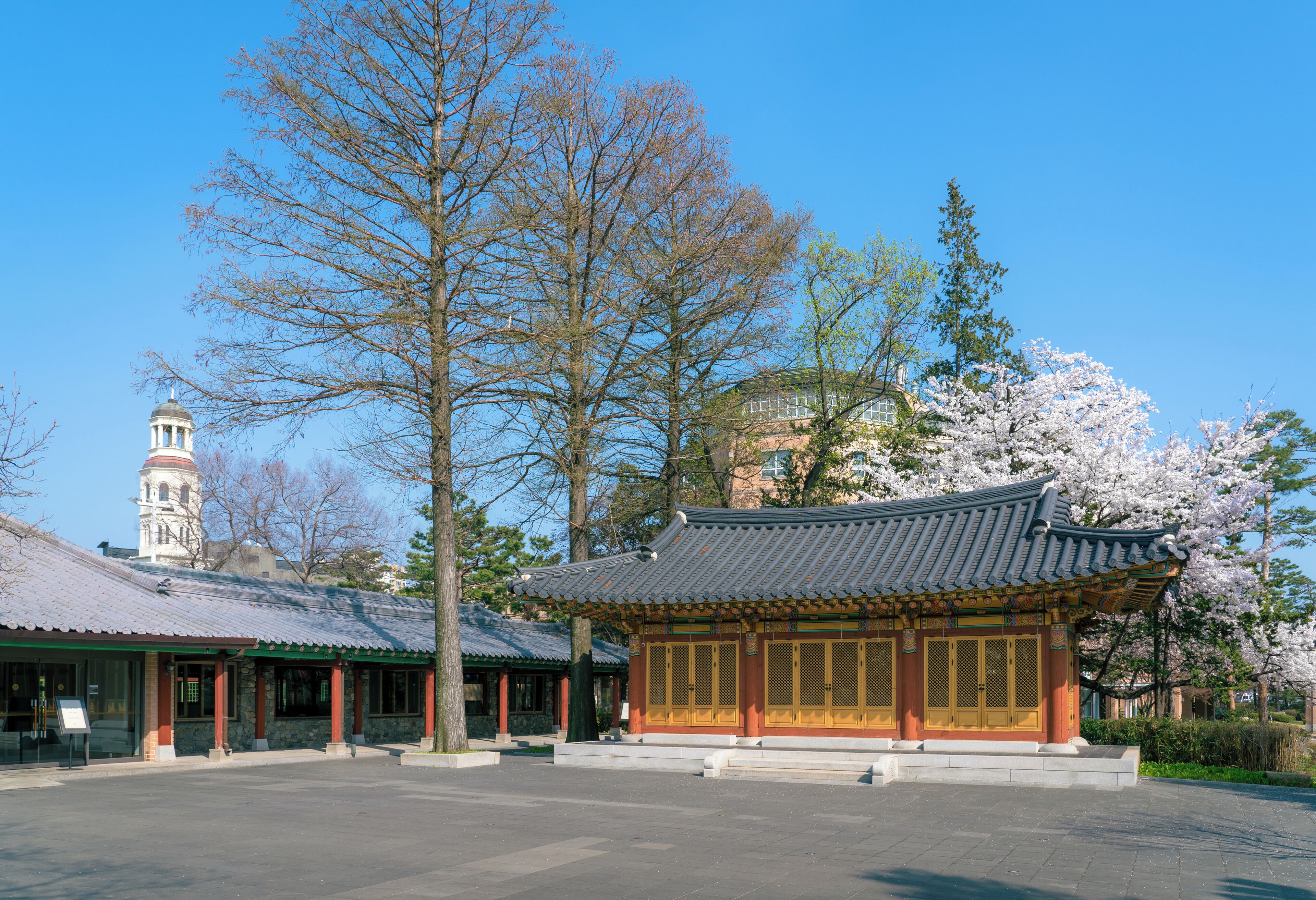 A traditional Korean pavilion with a tiled roof, surrounded by cherry blossom trees and a historical building with a tower in the background.