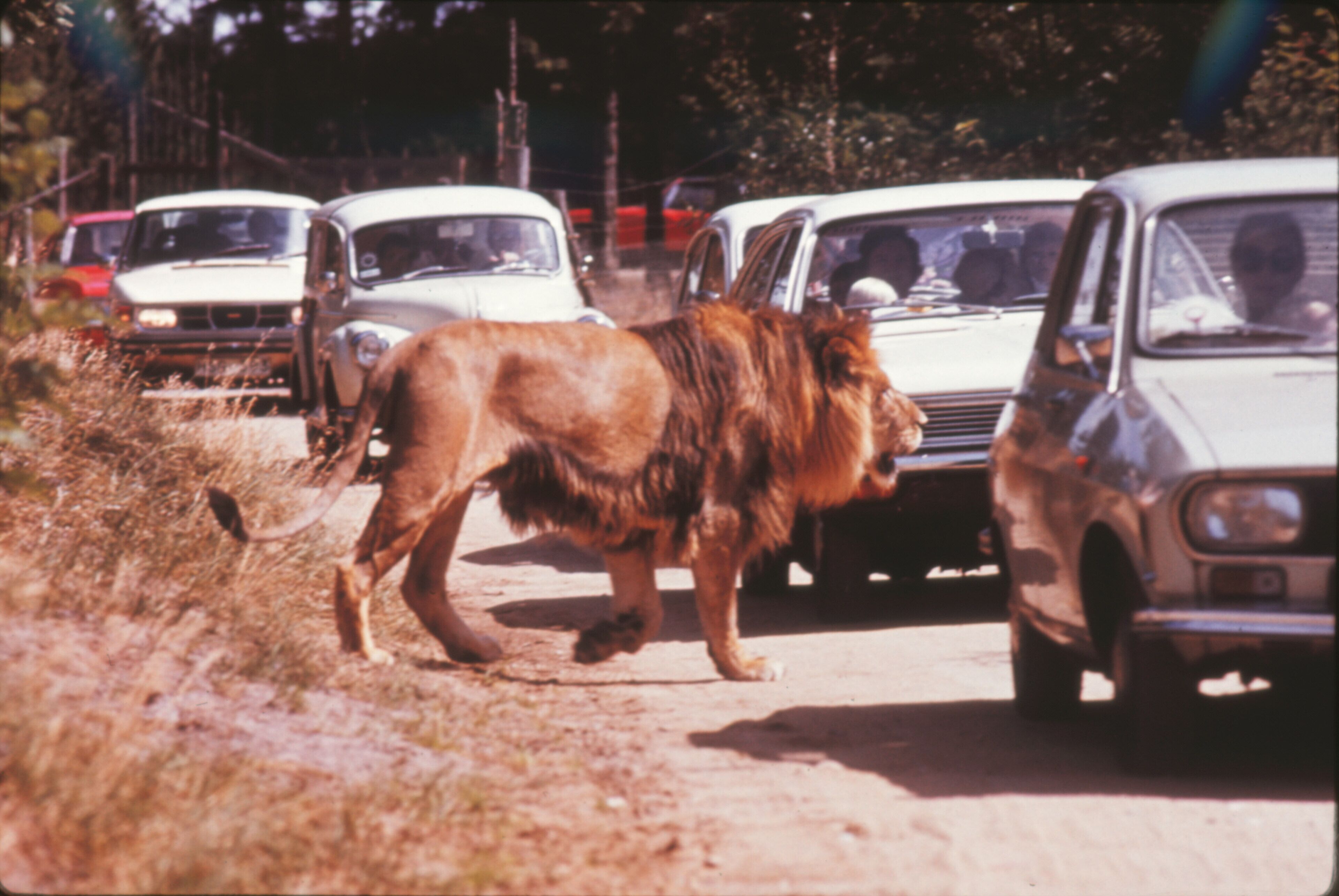 A lion walking on a road with cars.