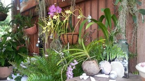 Una mesa de madera con varias plantas y objetos decorativos, incluidas orquídeas y una cáscara de coco.