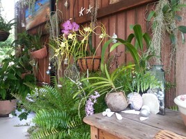 Una mesa de madera con varias plantas y objetos decorativos, incluidas orquídeas y una cáscara de coco.