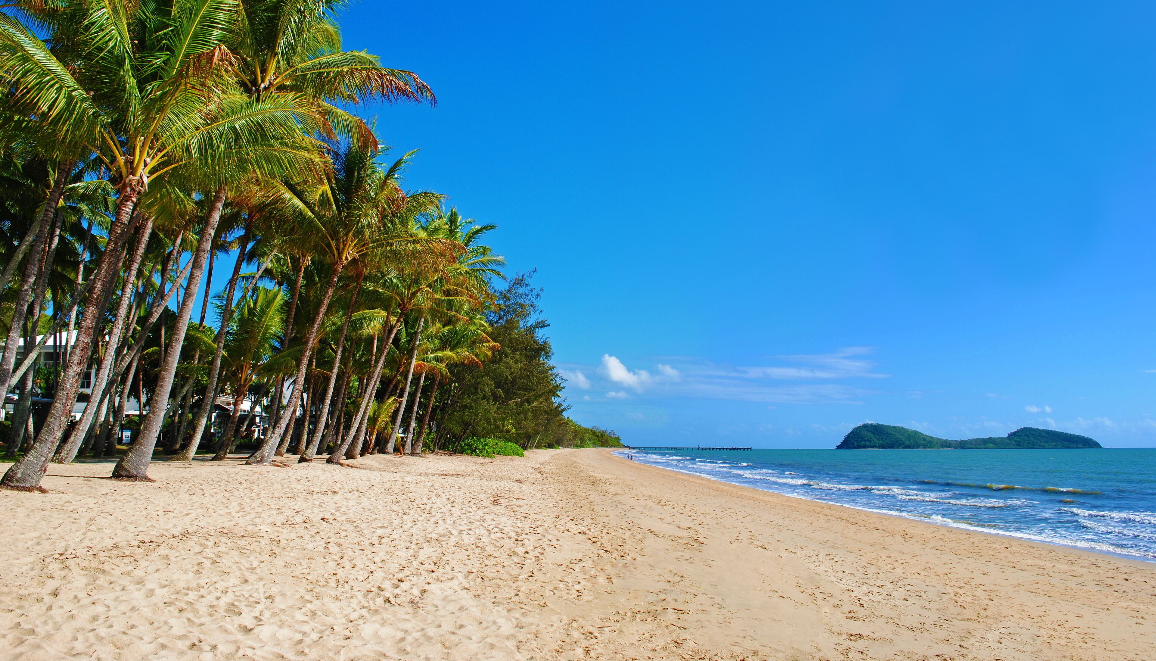 A beach with palm trees and a clear blue sky.
