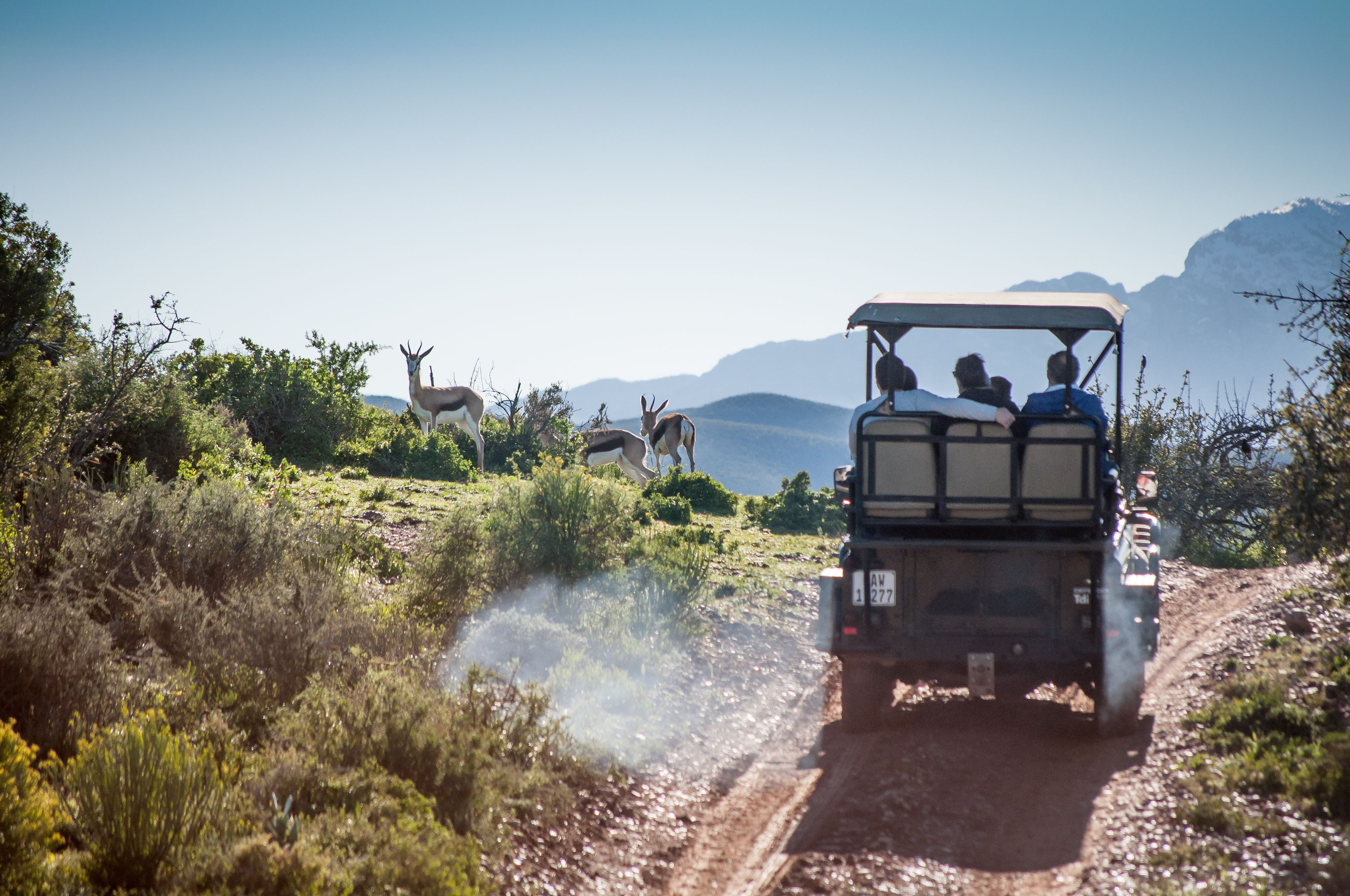 Safari