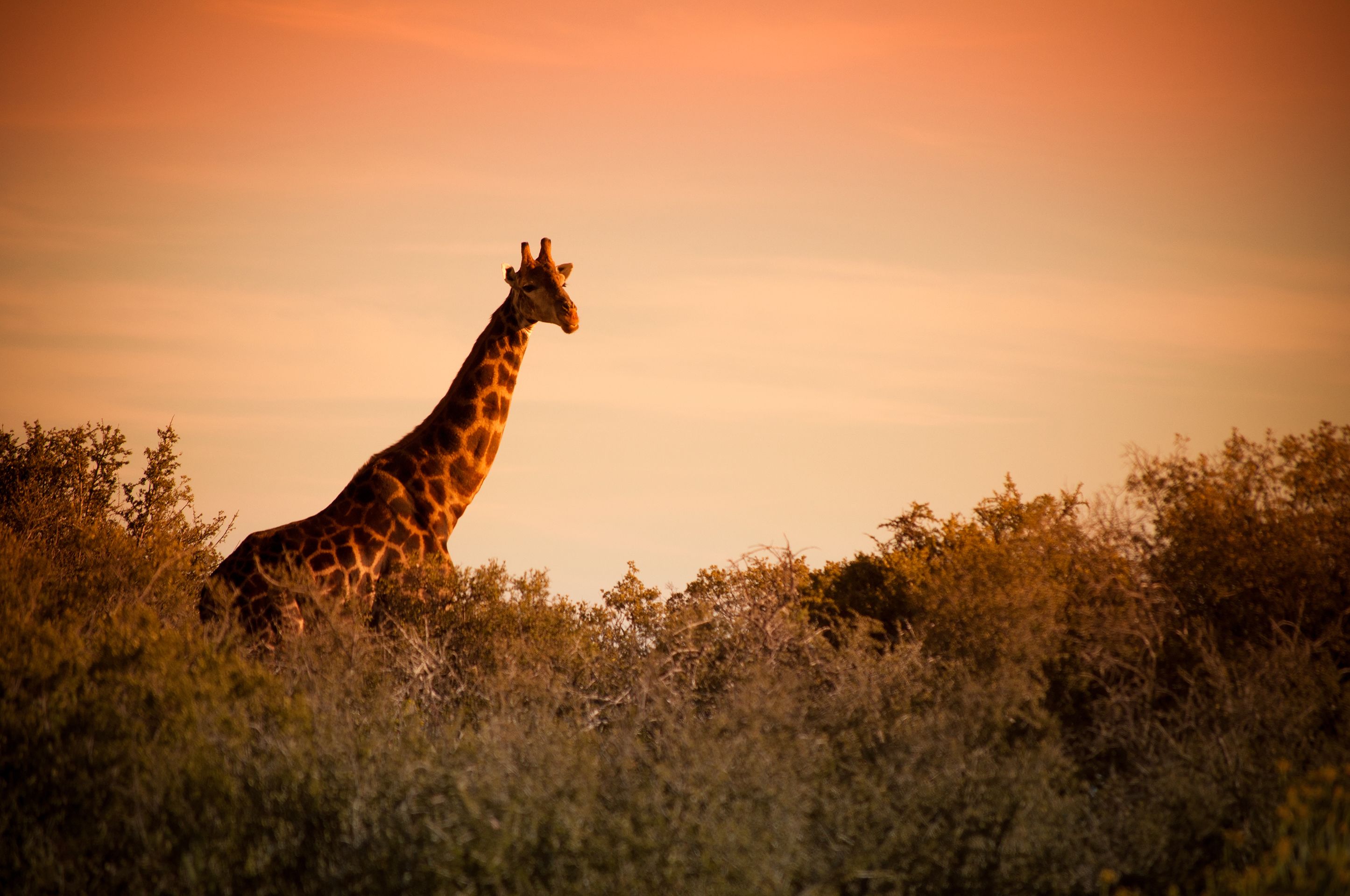 Safari