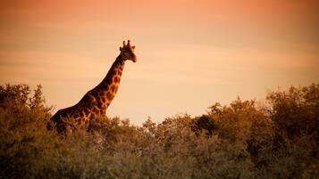 Safari