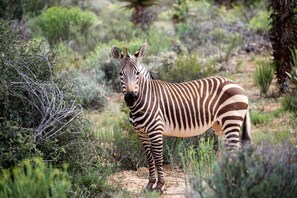 Safari - Buffelsdrift Game Lodge (Oudtshoorn)