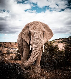 Safari - Buffelsdrift Game Lodge (Oudtshoorn)