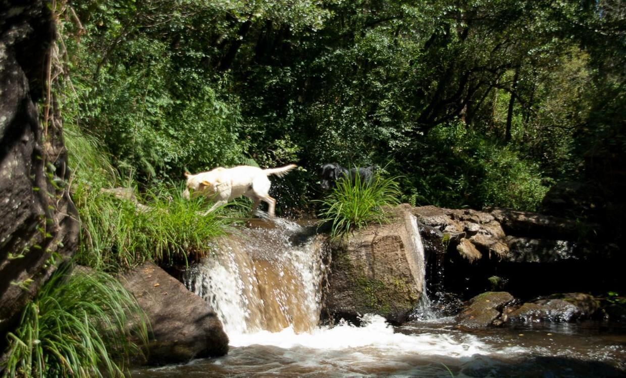 A dog jumping over a small waterfall in a forested area.