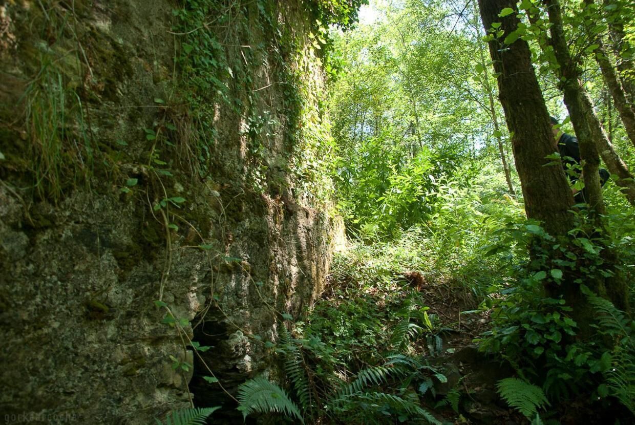 A forested area with a rocky cliff and dense vegetation.