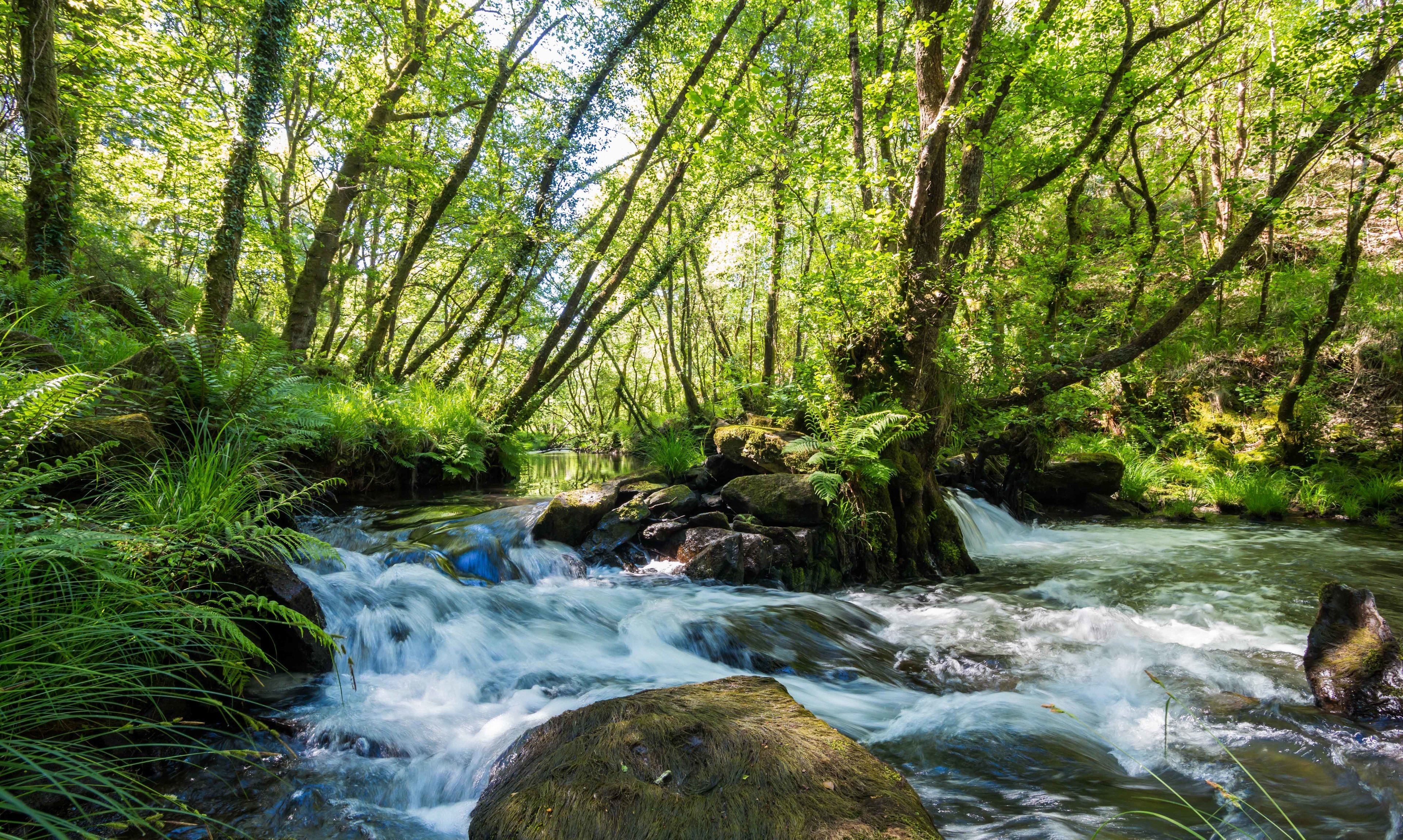 Un ruisseau de forêt, avec des rochers et des fougères.