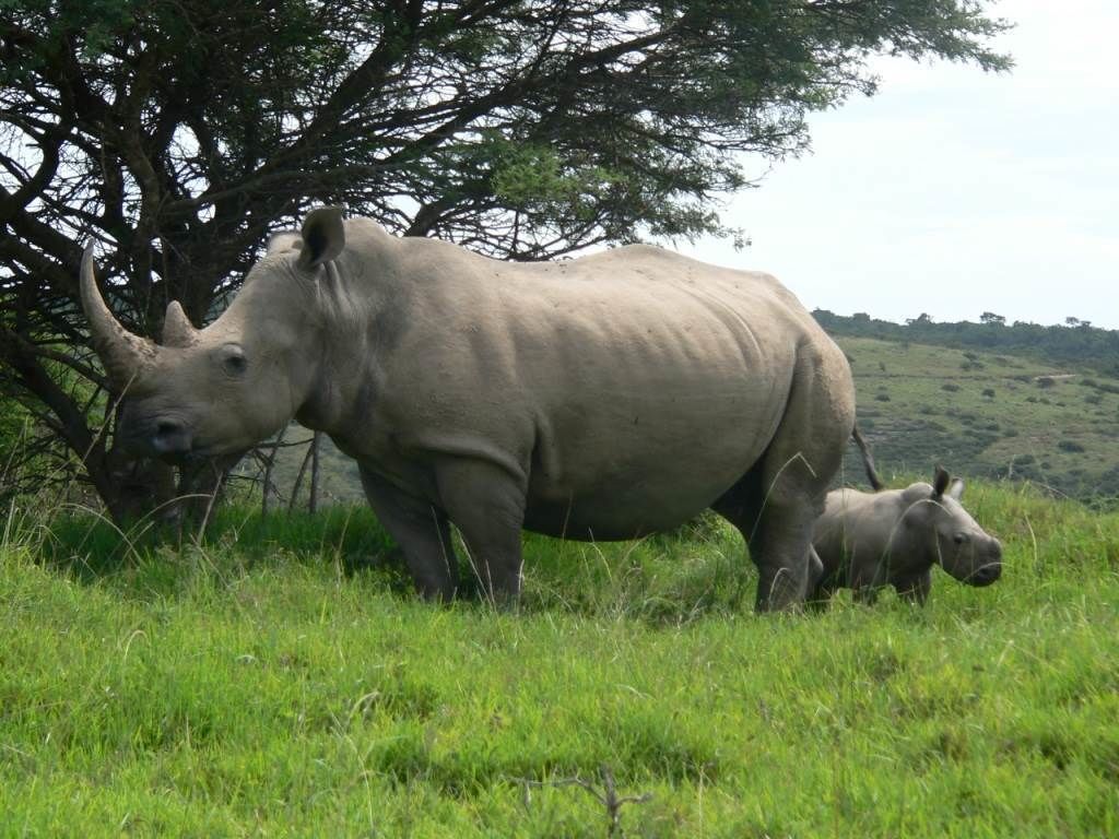 A large rhinoceros and a calf in a grassy field with trees in the background.