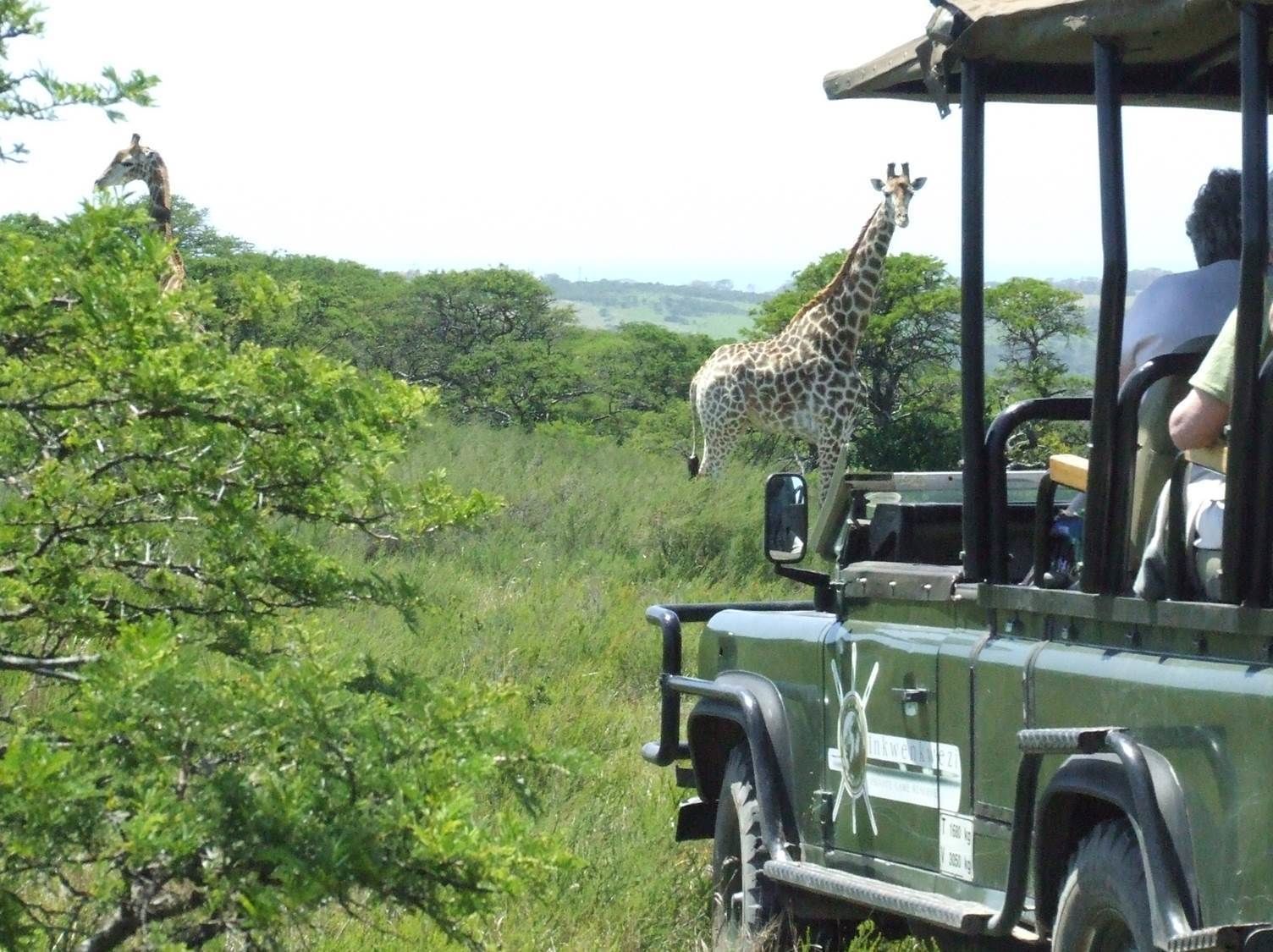 A safari vehicle with a person inside, surrounded by lush greenery and giraffes in the background.