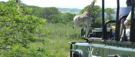 A safari vehicle with a person inside, surrounded by lush greenery and giraffes in the background.