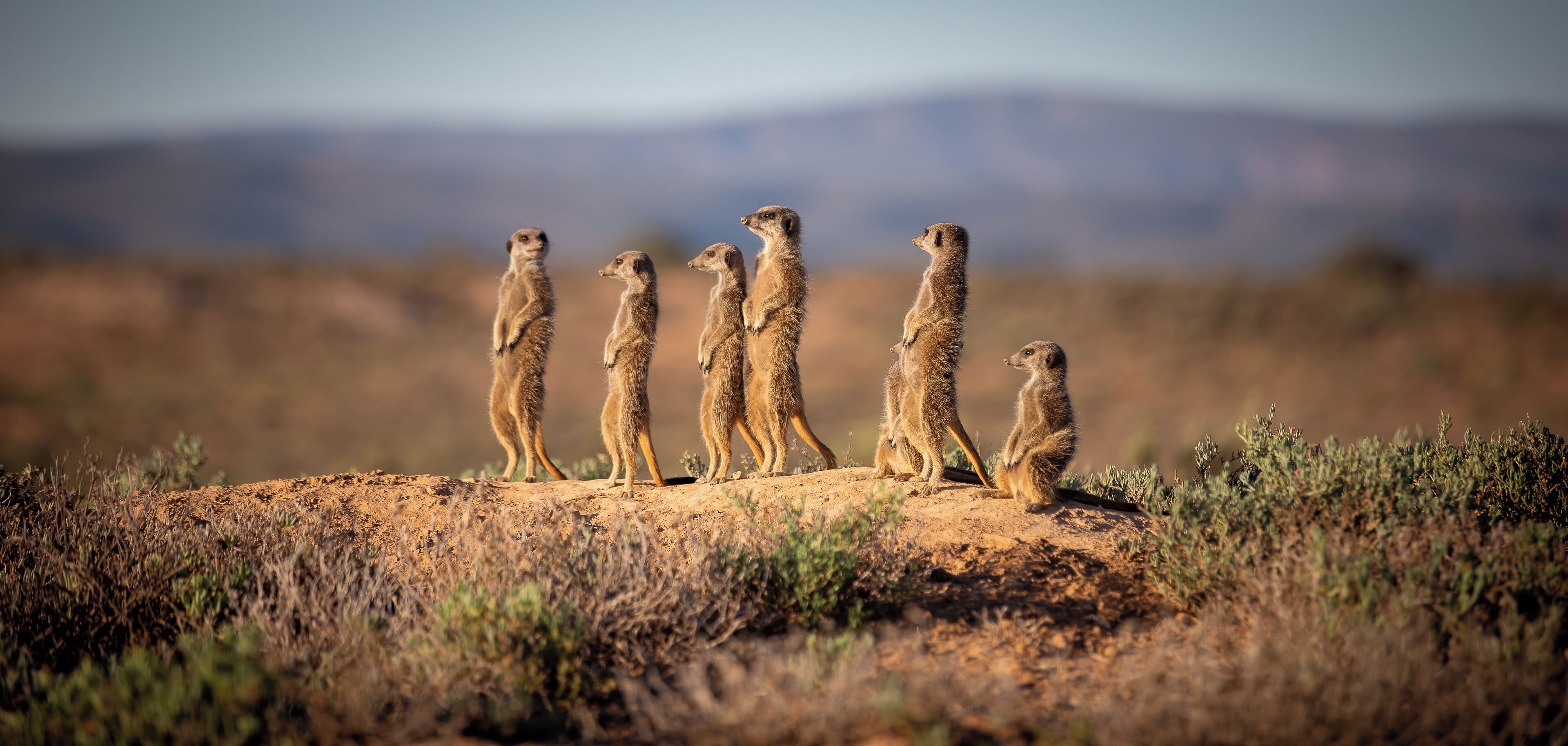 Meerkats standing on a rocky outcrop with a mountainous backdrop.