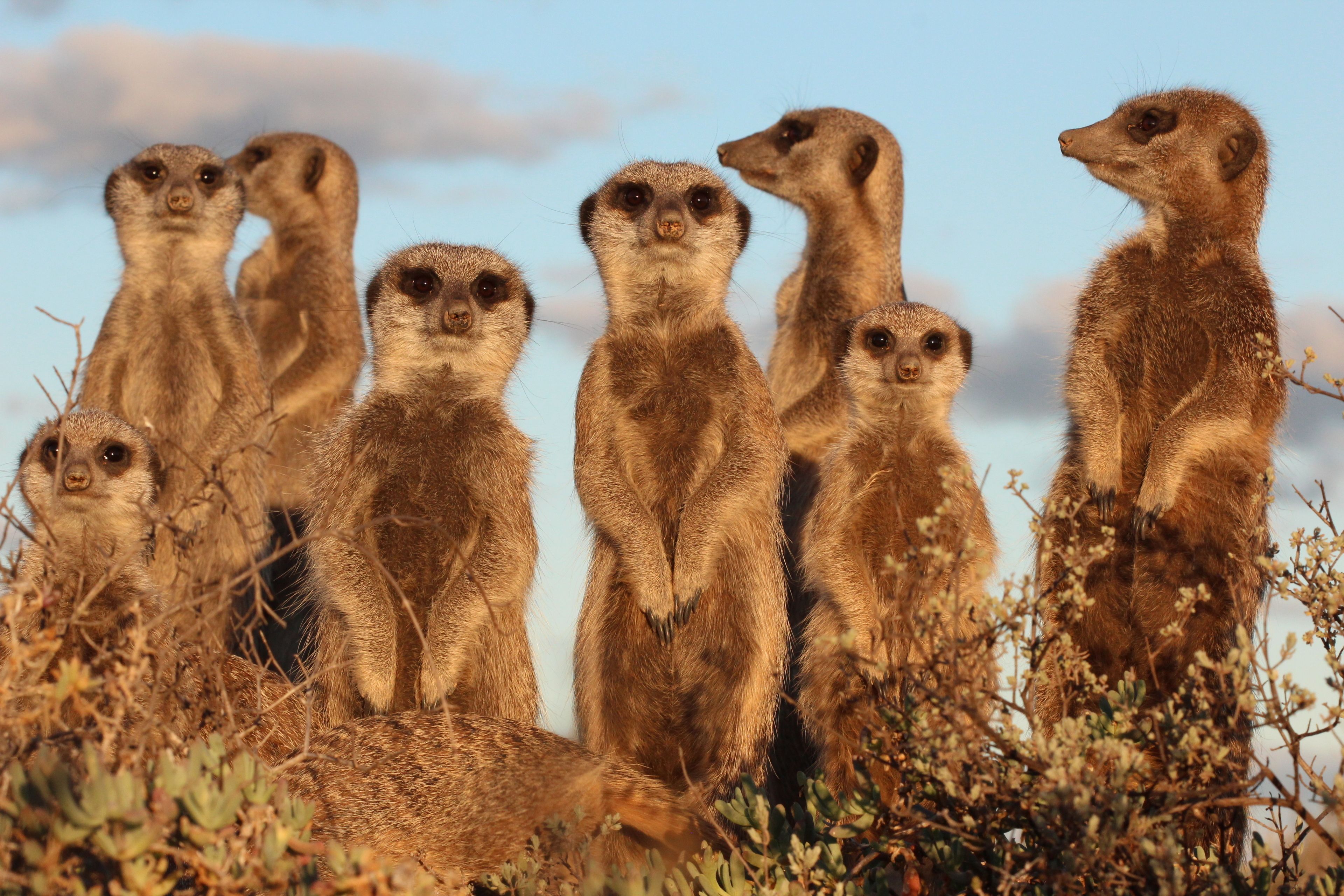 Meerkats standing in a natural setting with sparse vegetation.