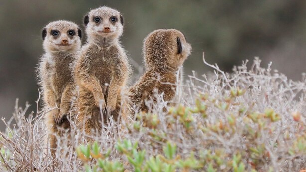 Three meerkats standing on a dry, grassy terrain with sparse vegetation. - De Zeekoe Guest Farm (Oudtshoorn)