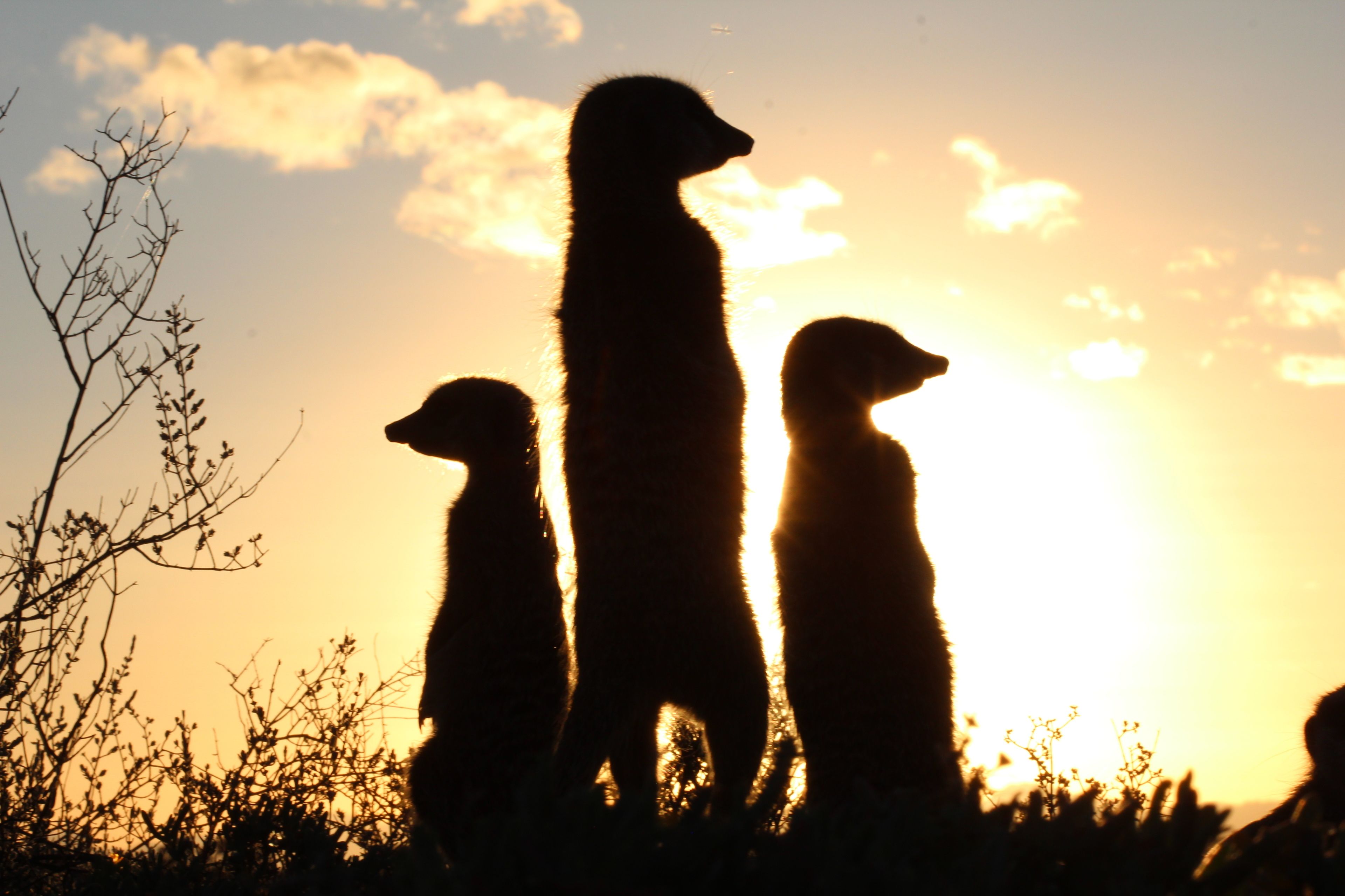 Silhouettes of three animals against a sunset.