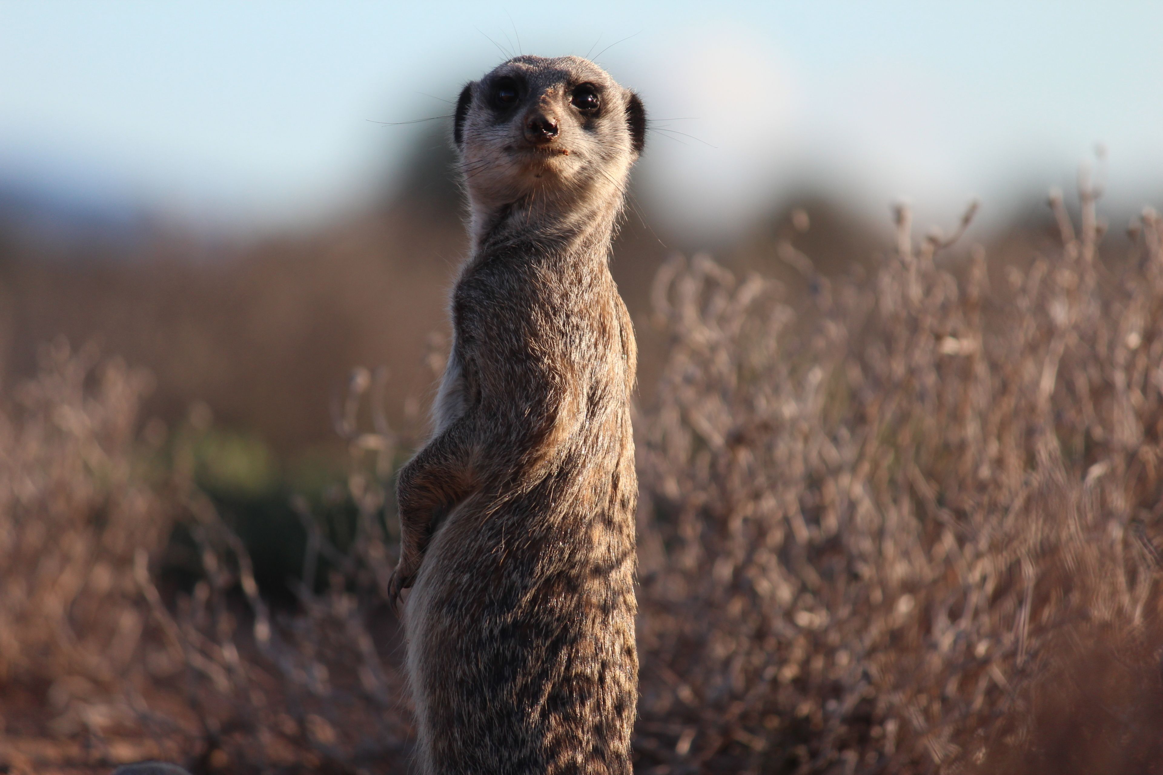 A meerkat standing in a natural setting with dry grass in the background.