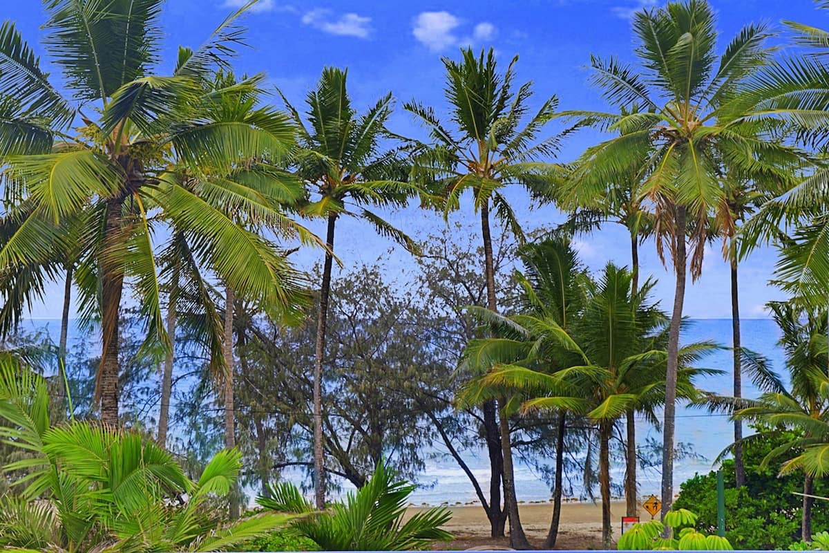 A beach with palm trees and a clear view of the ocean.