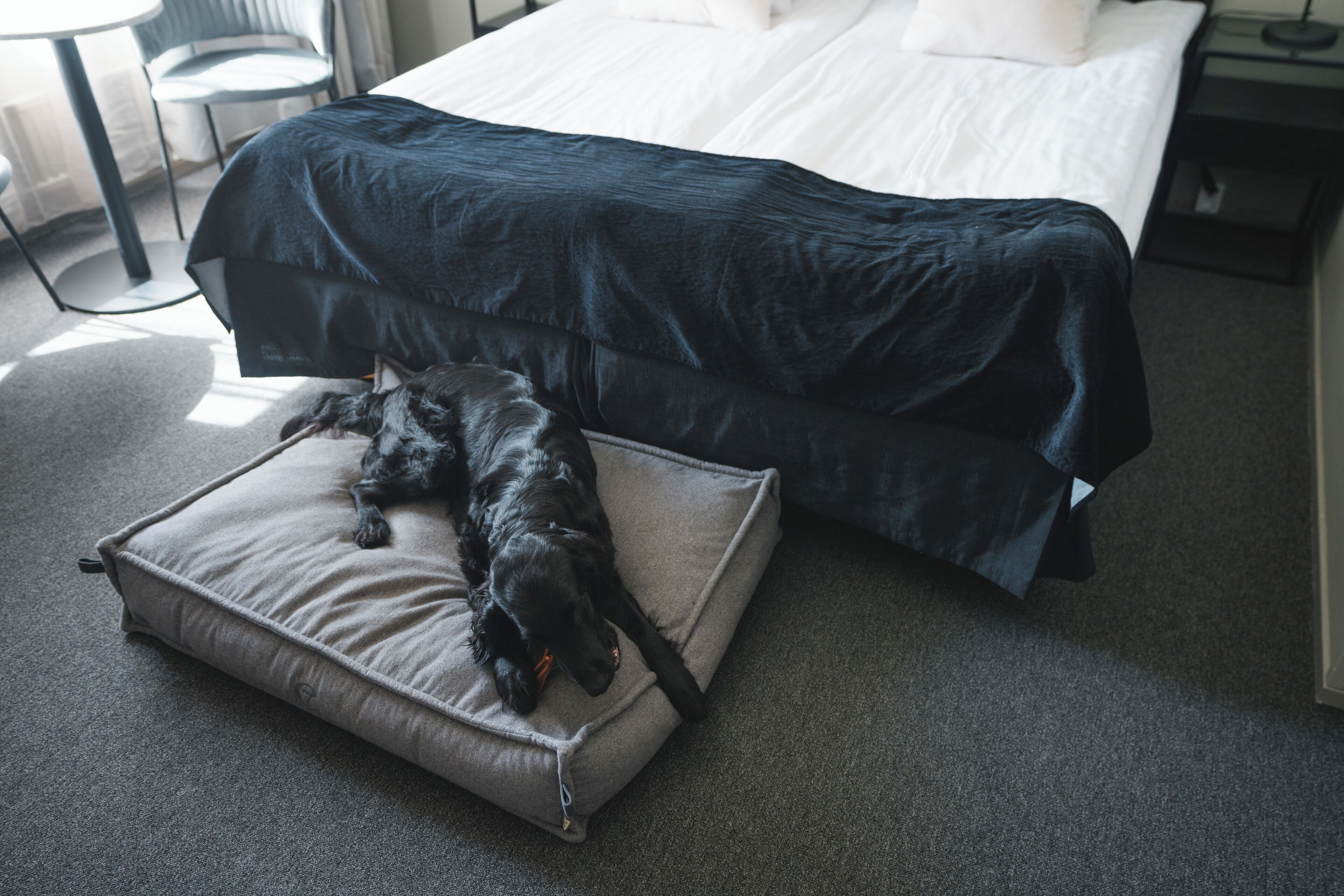 Una cama con un edredón azul oscuro, una almohada gris y un perro negro acostado sobre la almohada.