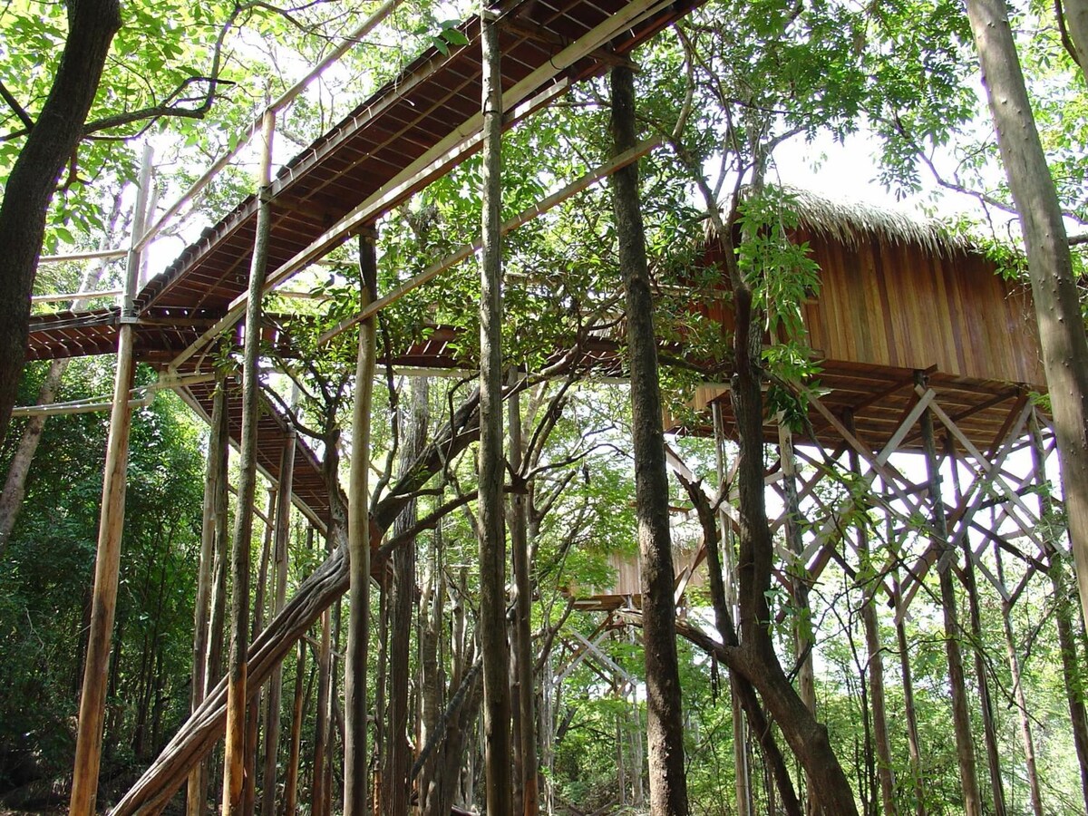 Vista da floresta a partir da Torre de Observação.