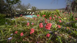 A garden with a pool, surrounded by various plants and flowers. - Abangane Guest Lodge (Mbombela)