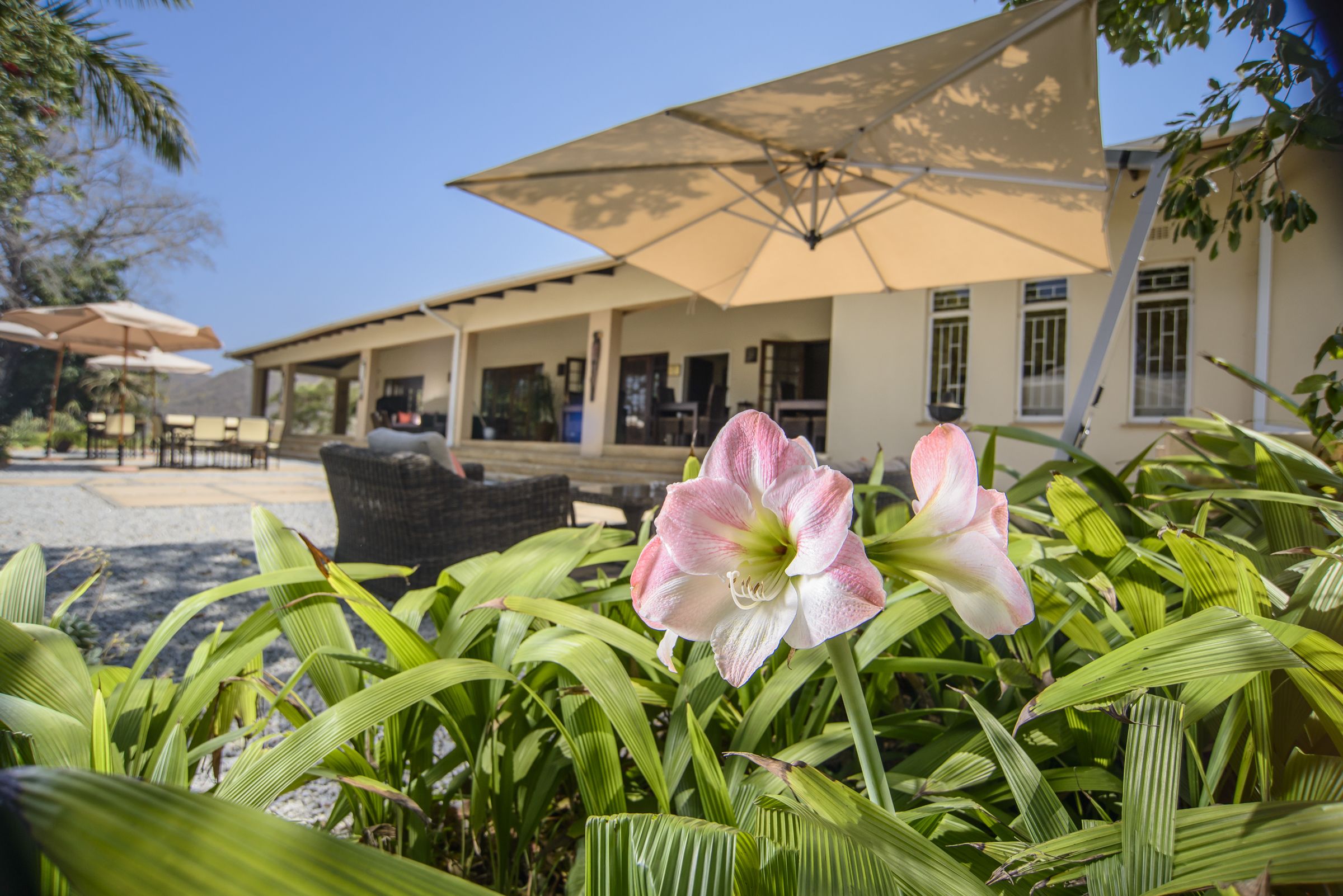 A patio area with outdoor seating, a large umbrella, and a flower in the foreground.
