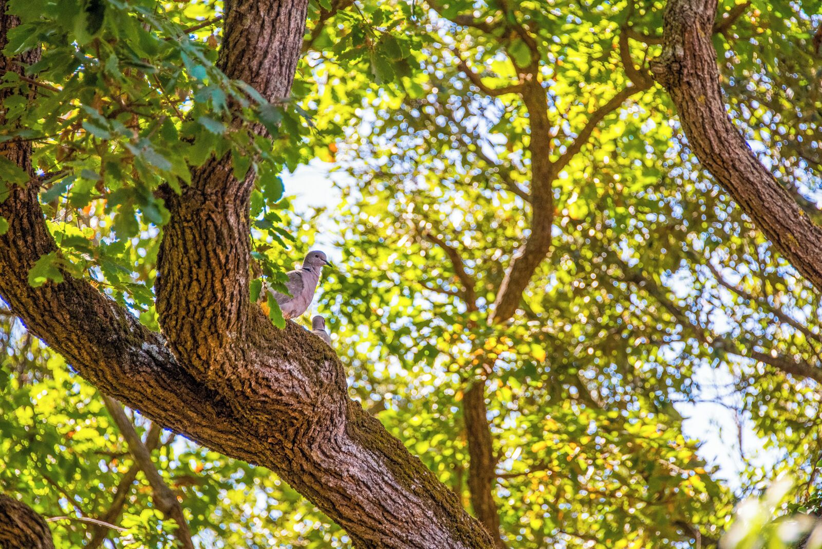 A bird perched on a tree branch.