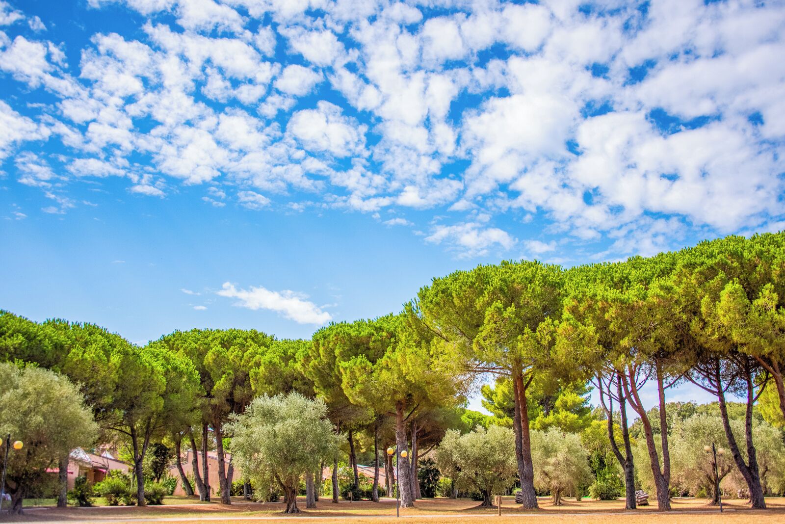 A park with a variety of trees and a clear blue sky.