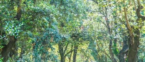 Un sentier bordé d’arbres des deux côtés, qui mène à un point situé au loin.