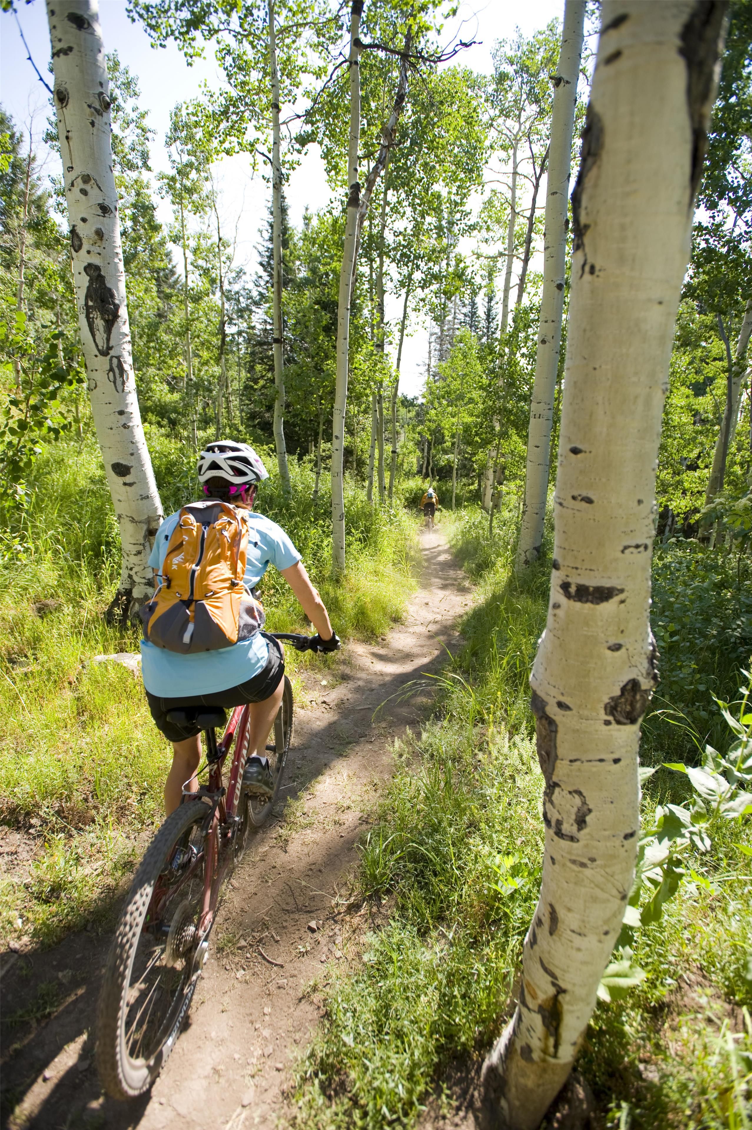A person riding a bicycle on a dirt path surrounded by birch trees.