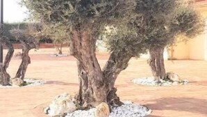 Une cour intérieure agrémentée d’oliviers et dotée d’un sol carrelé.