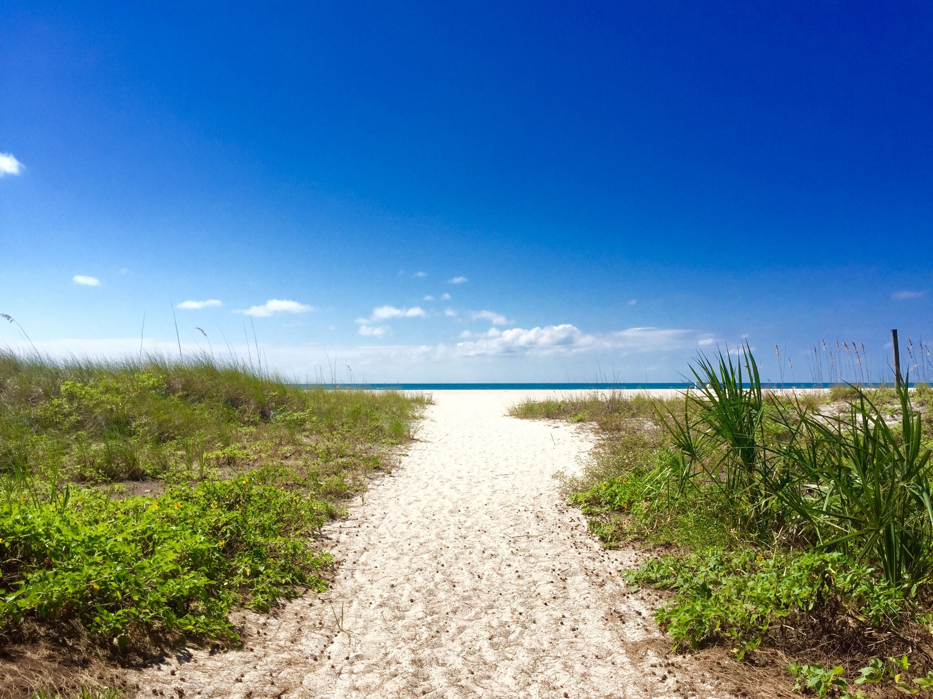 Un sentier de sable qui longe la plage et mène à l’océan, avec une végétation verdoyante de chaque côté.