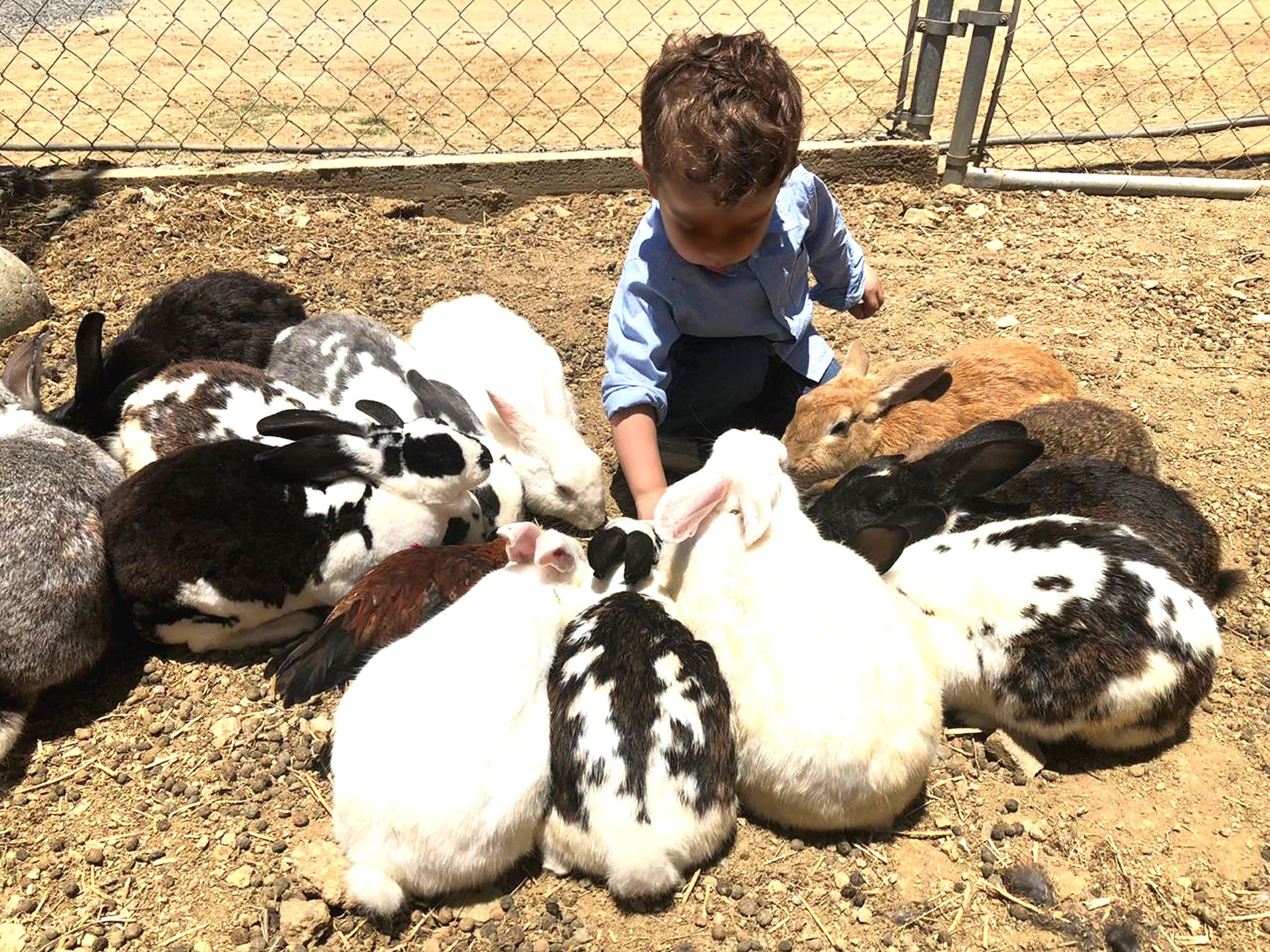 A child interacting with a group of goats in a fenced outdoor area.