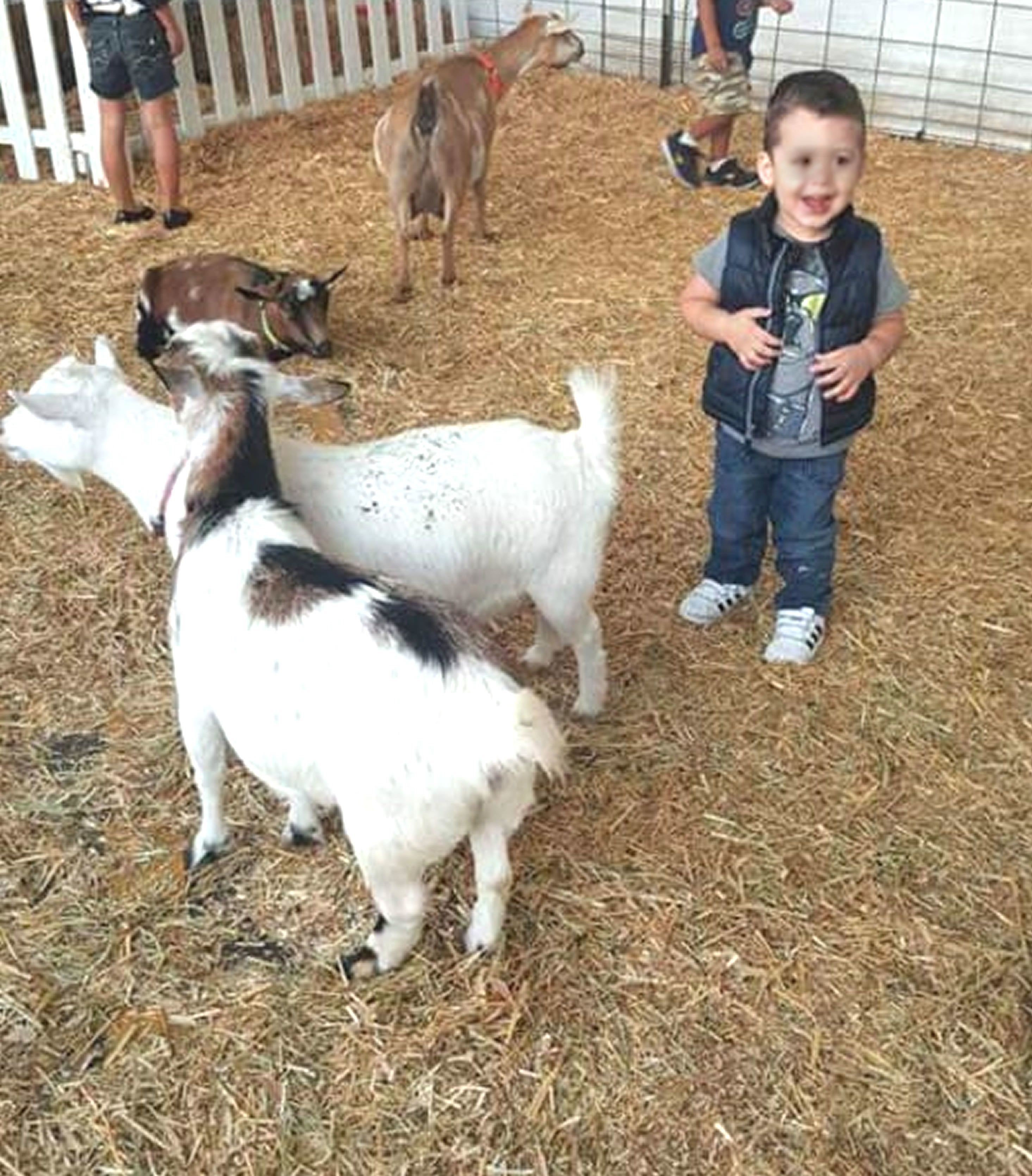 Un niño de pie en un corral con cabras, rodeado de heno y una cerca blanca.