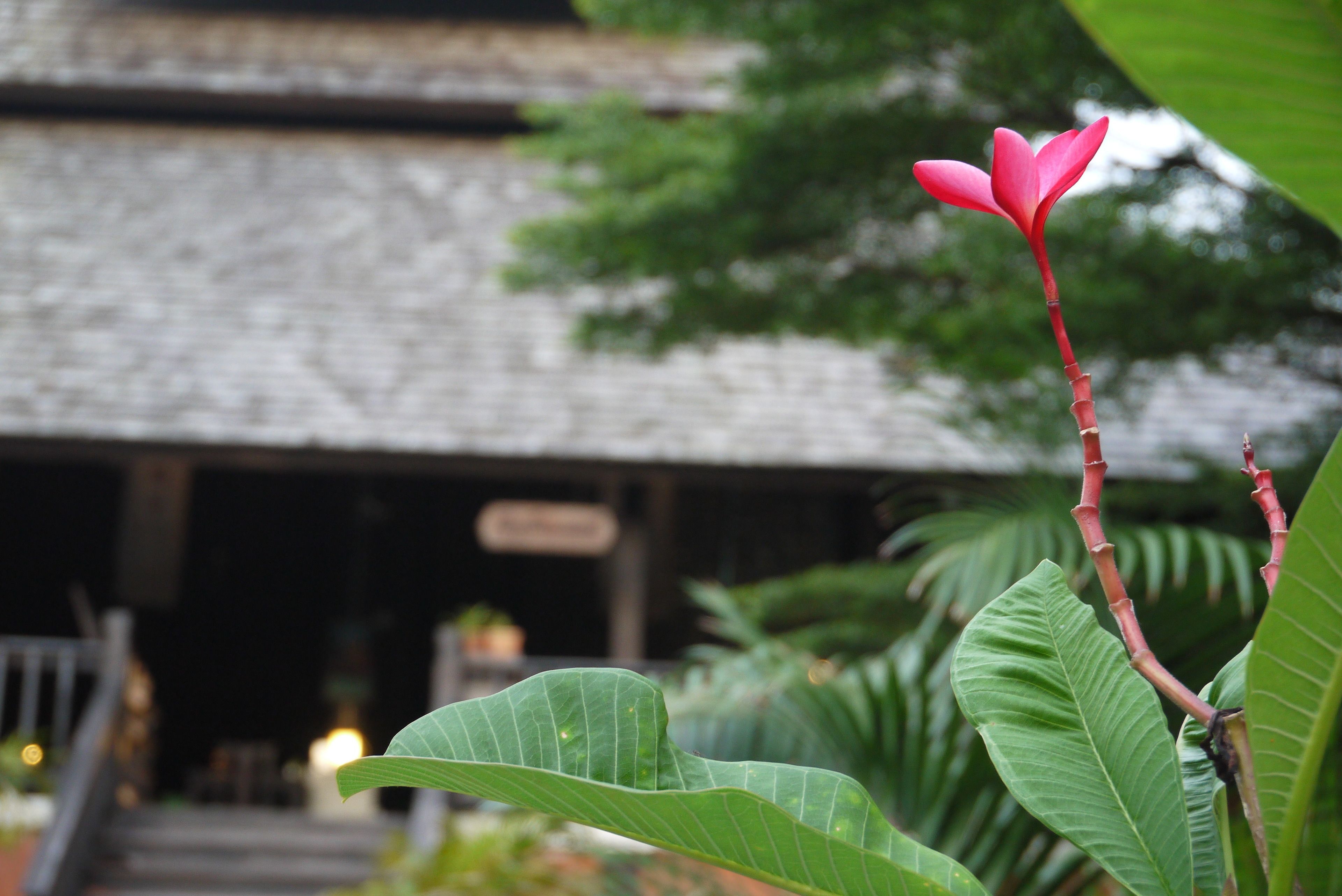 Foto - Rainforest ChiangMai Hotel