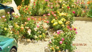 Un jardín con diversas rosas de colores y un coche estacionado cerca.