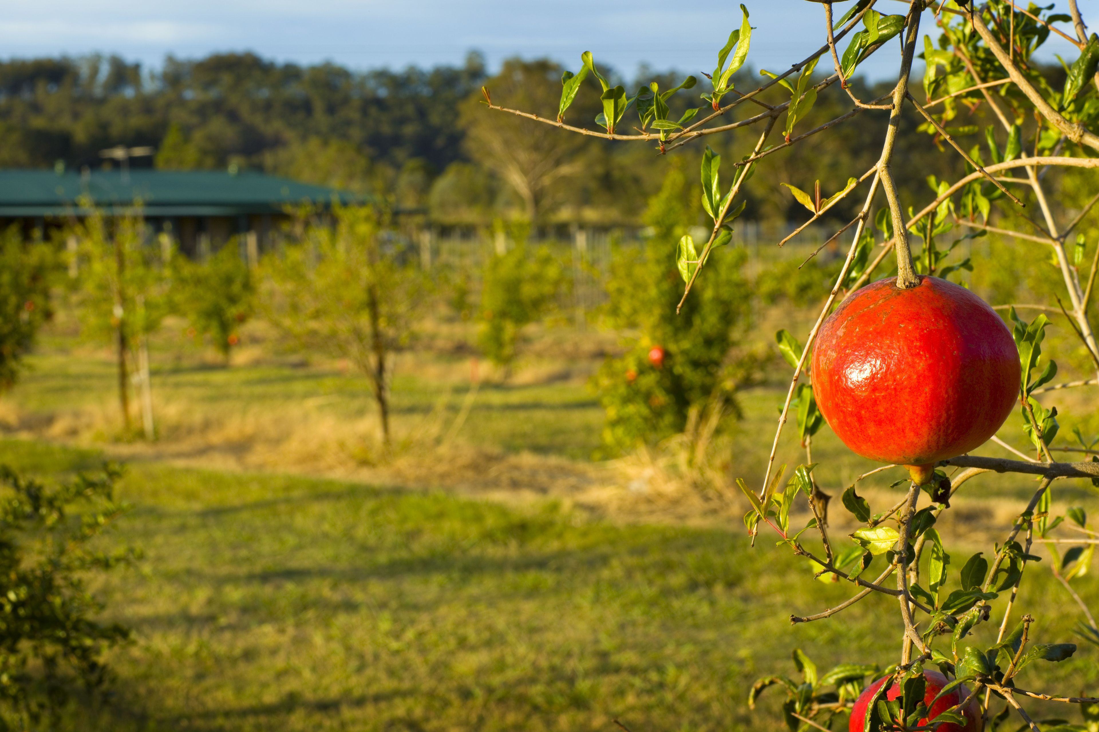 A pomegranate hanging from a branch in an orchard with a green building in the background.