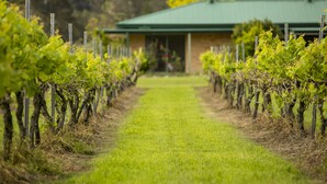 A vineyard with rows of grapevines and a building with a green roof in the background. - Talga Estate (Lovedale)