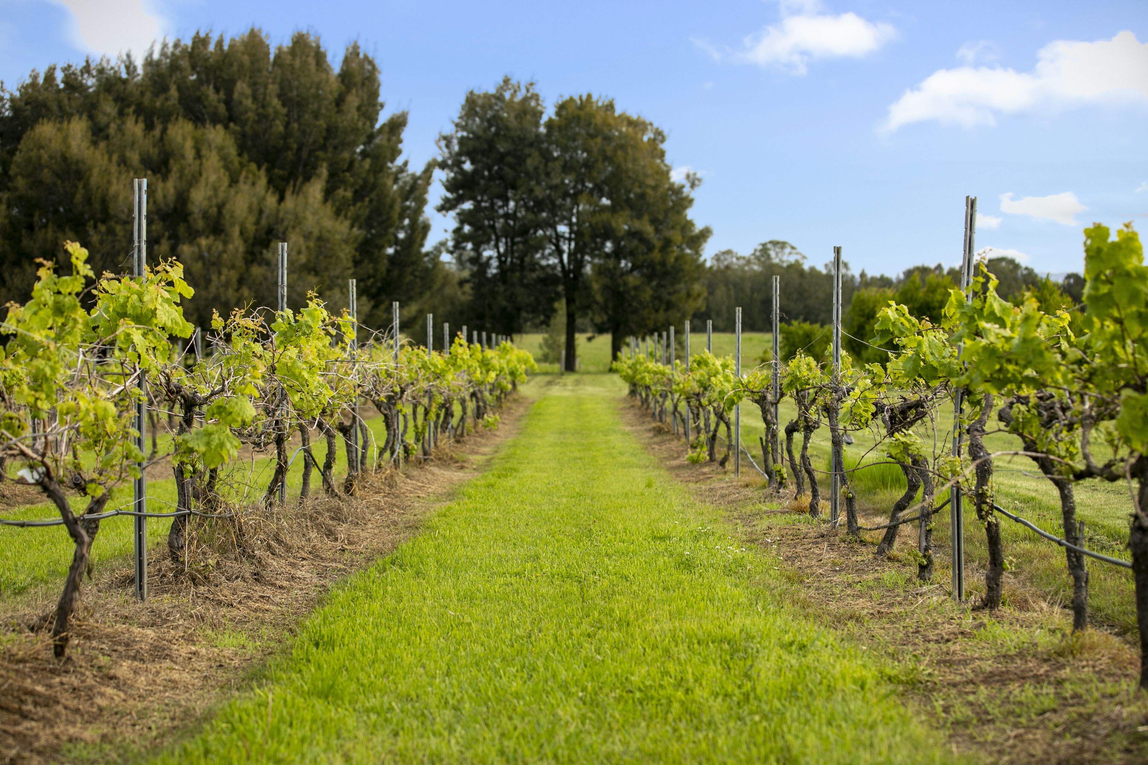 A vineyard with rows of grapevines and a grassy path.