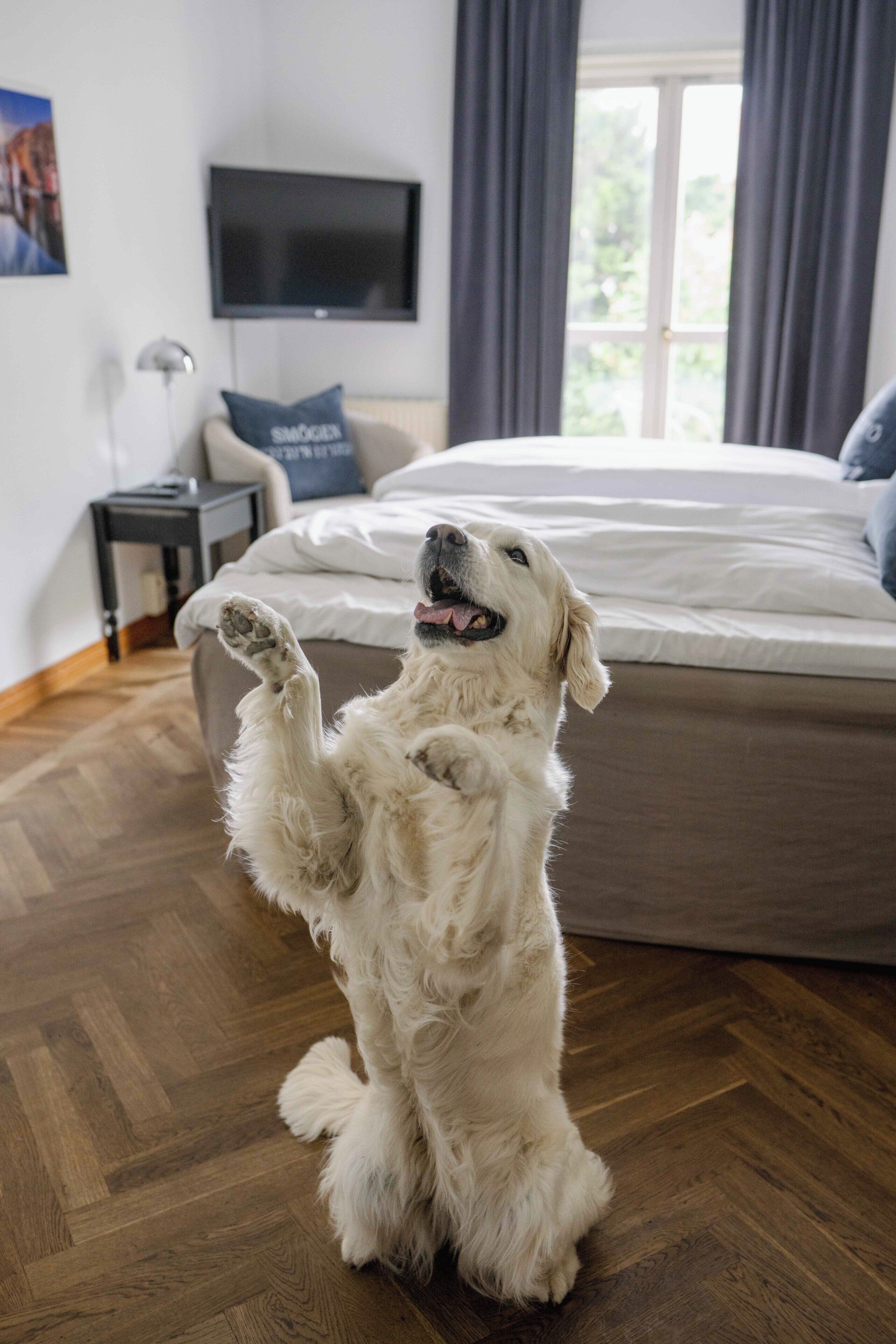 A dog standing on its hind legs in a room with a bed, a TV on the wall, and a window with curtains.