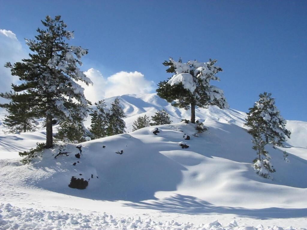 Un paysage enneigé, avec des arbres et une montagne en arrière-plan.