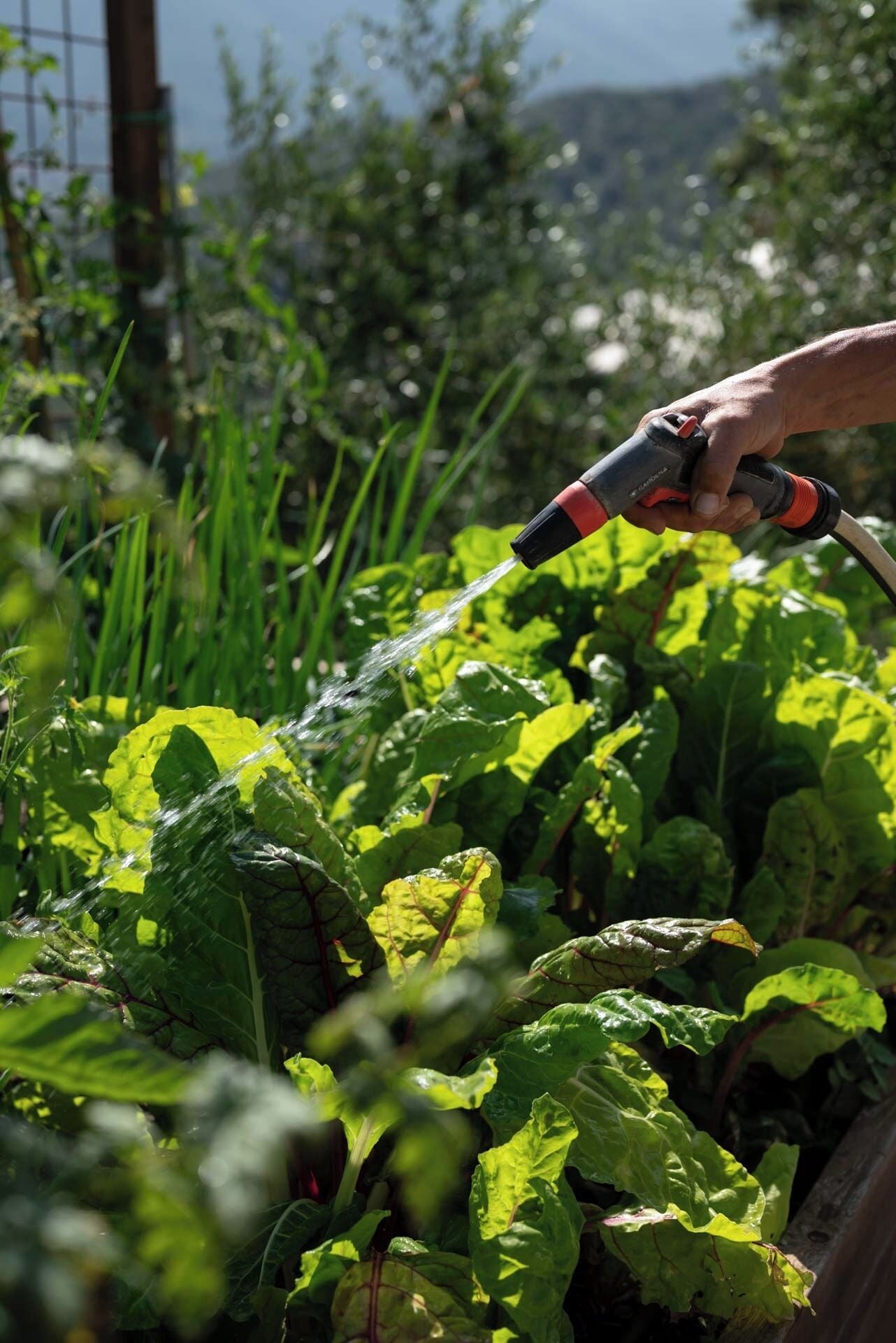 A hand holding a hose, watering plants in a garden.
