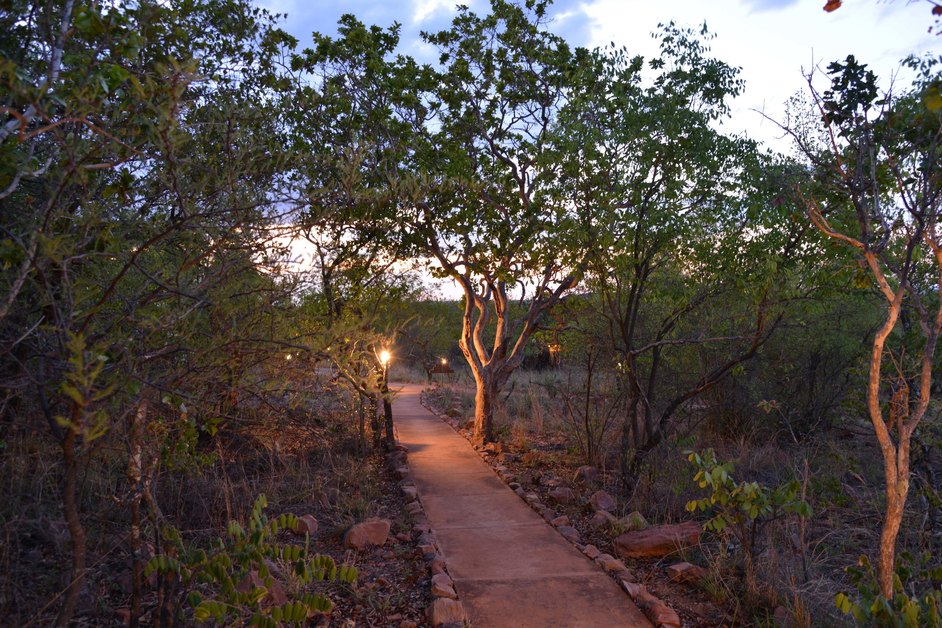 A pathway through a wooded area with trees and rocks, leading towards a sunset.