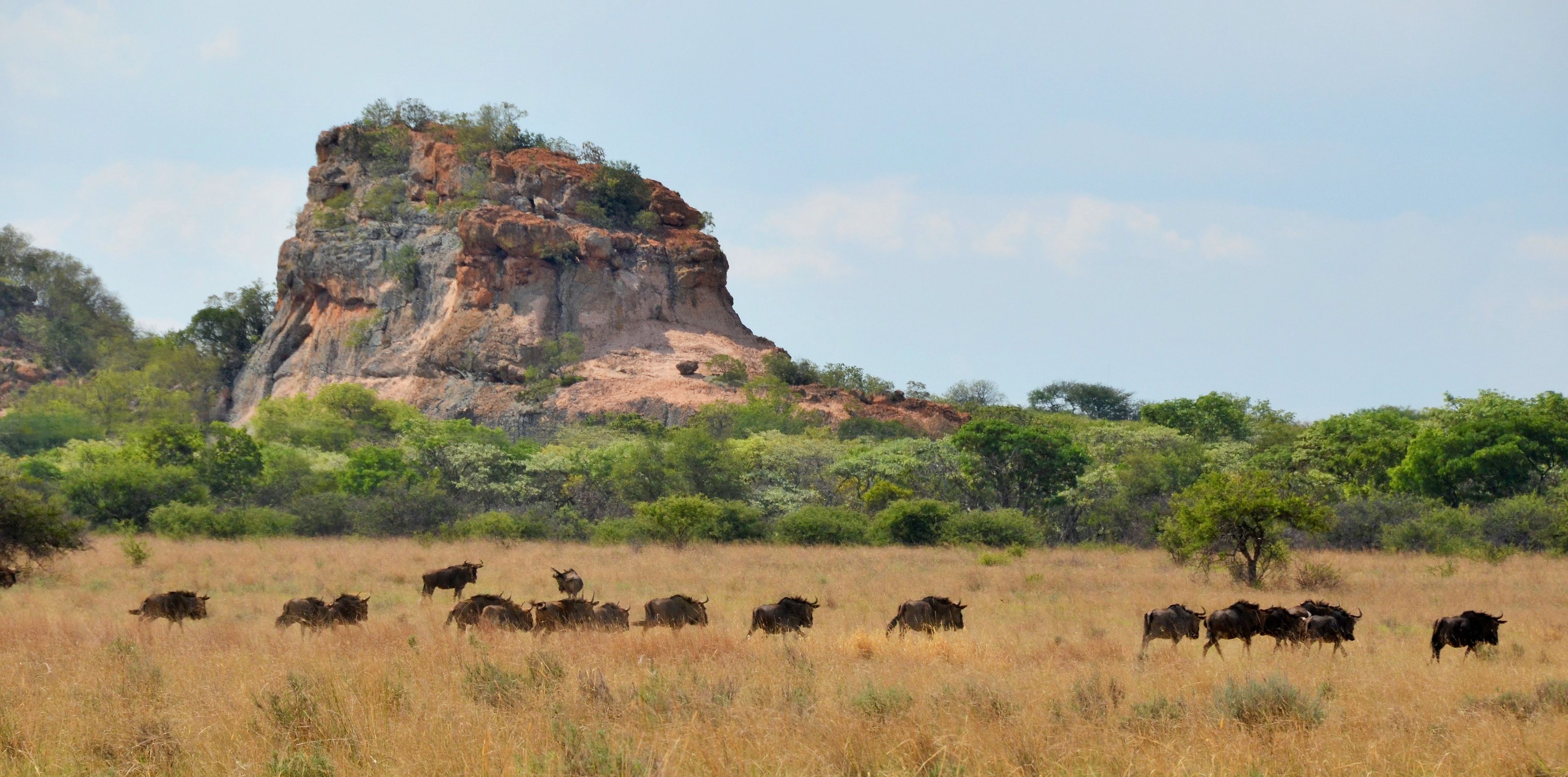 A natural landscape with a large rock formation and a herd of cattle grazing in a field.