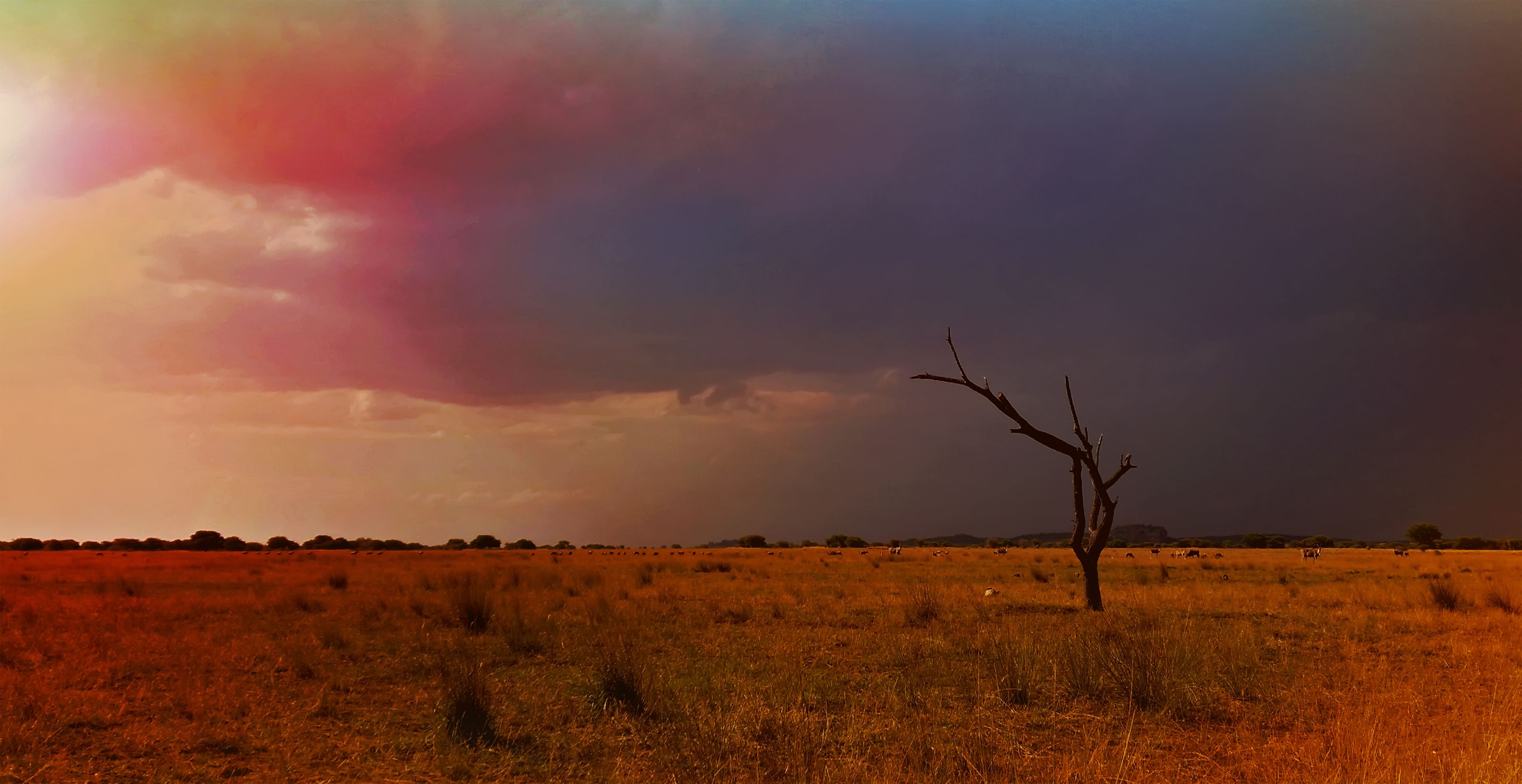 A vast open field with a single tree in the foreground and a cloudy sky.