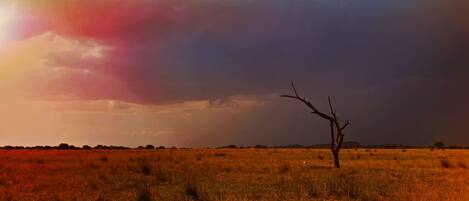 A vast open field with a single tree in the foreground and a cloudy sky.