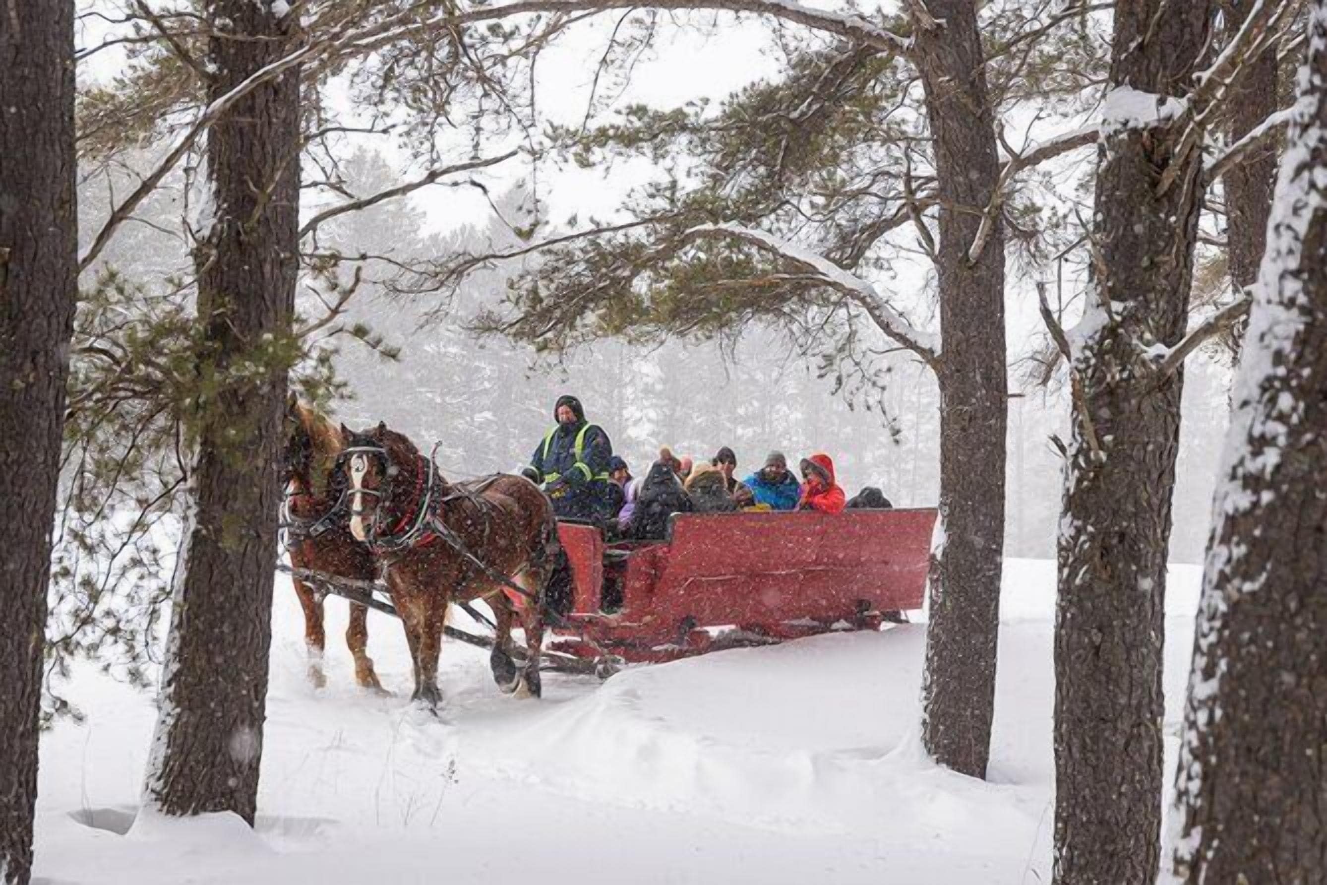 A horse-drawn sleigh with passengers in a snowy forest.