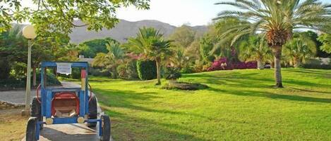 A well-maintained garden with a lawn, palm trees, and a blue cart.
