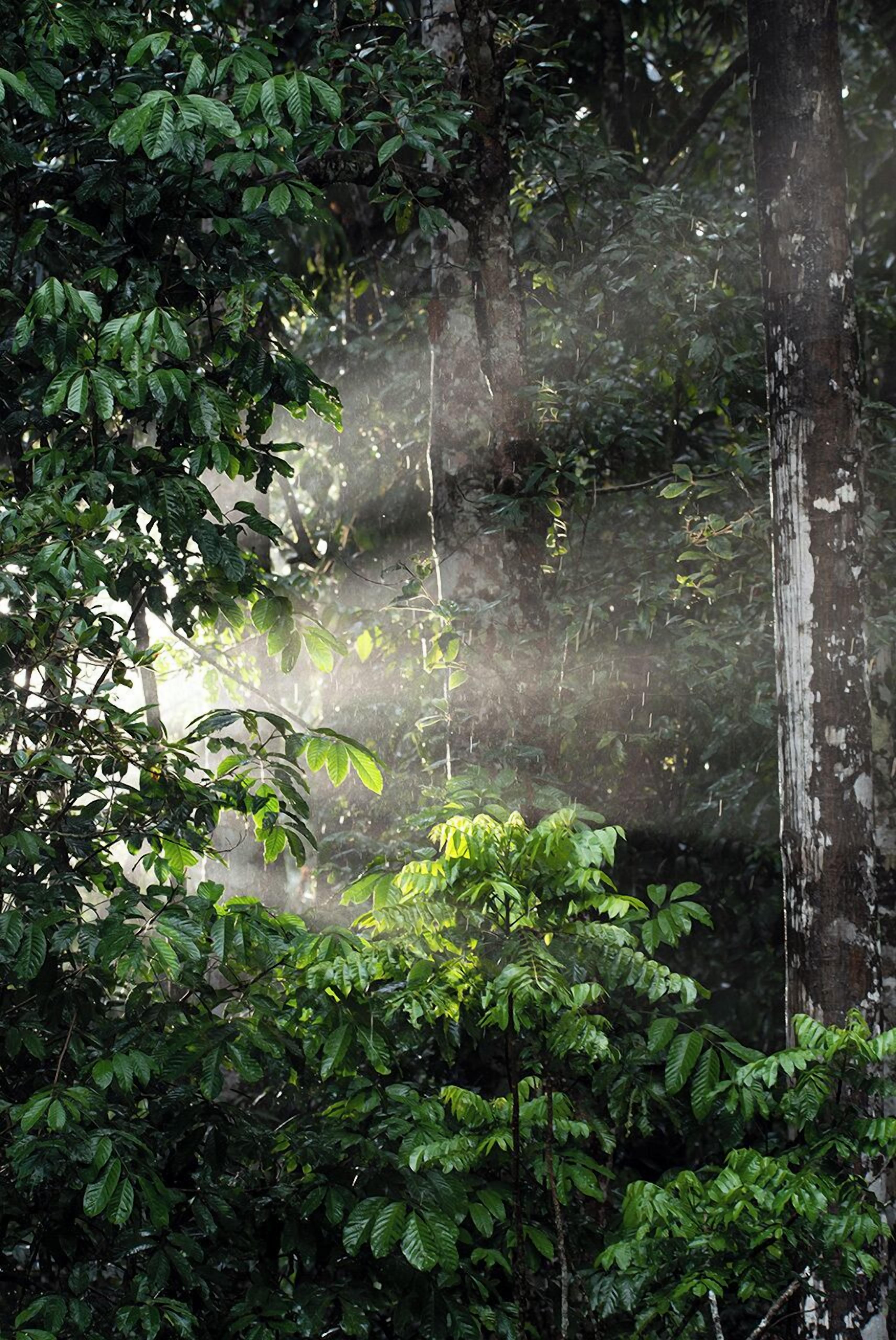 A dense forest with tall trees and thick foliage.
