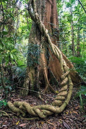 A tree with thick, intertwined roots in a forested area.